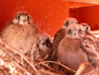 Nankeen Kestrel chicks in nest