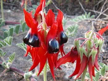 Sturts Desert Peas