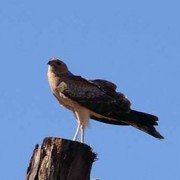 Australian Hobby