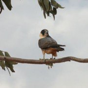 Australian Hobby eating a Budgie