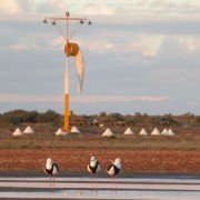 Banded Stilts at threshold of runway