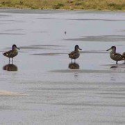 Birds in water