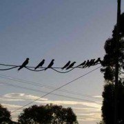 Birds on the wire