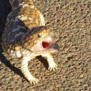 Blue Tongue Lizard