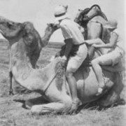 Camel Rides at Forrest