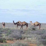 Camels