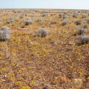 Colours of the Nullarbor