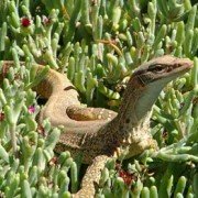 Desert Goanna