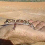 Little Gecko