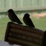 Little finches