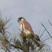 Nankeen Kestrel