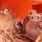 Nankeen Kestrel chicks in nest