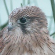 Nankeen Kestrel just fledged