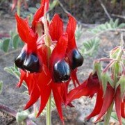 Sturts Desert Peas