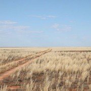 Track North of Forrest