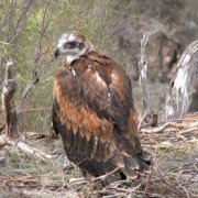 Wedge-Tailed Eagle chick in nest (1)