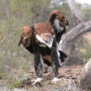 Wedge-Tailed Eagle chick in nest (2)