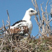 Wedge-Tailed Eagle chick in nest (3)