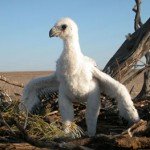 Wedge-Tailed Eagle chick in nest (4)