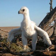 Wedge-Tailed Eagle chick in nest (4)