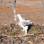 Wedge-Tailed Eagle chick in nest (5)
