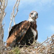 Wedge-Tailed Eagle chick in nest (6)