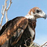 Wedge-Tailed Eagle chick in nest (7)