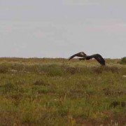 Wedge Tailed Eagle in Flight (2)