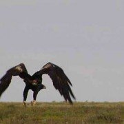 Wedge Tailed Eagle in flight (1)